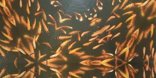 千变万化的抽象图案背景鱼在水中游泳