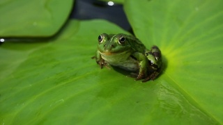 青蛙坐在睡莲或荷花的绿叶上视频素材模板下载