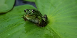 青蛙坐在睡莲或荷花的绿叶上