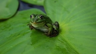 青蛙坐在睡莲或荷花的绿叶上视频素材模板下载