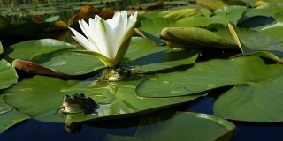 青蛙坐在睡莲或荷花的绿叶上