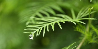 绿叶上的雨滴-近距离观察。微风吹过树叶。浅景深自然，春，概念。Quamoclit pennata。