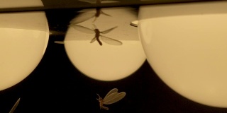 飞蛾、白蚁和昆虫嬉戏，夜间绕着光飞来飞去
