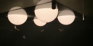 飞蛾、白蚁和昆虫嬉戏，夜间绕着光飞来飞去