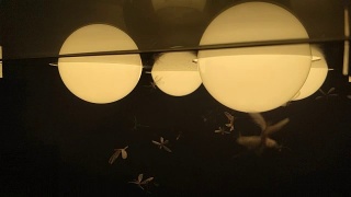 飞蛾、白蚁和昆虫嬉戏，夜间绕着光飞来飞去视频素材模板下载