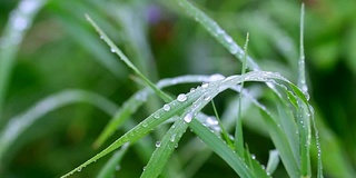 小草上的小雨滴