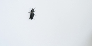 黑甲虫在白色的背景上爬行