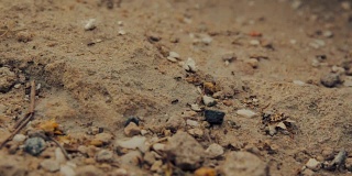 一群黑蚂蚁在泥土上行走的特写镜头