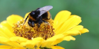 大黄蜂在花上吸食花蜜