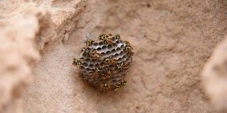 近距离观察一群在巢上有幼虫的黄蜂。静止不动的黄蜂2选择性聚焦
