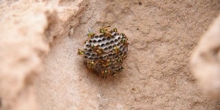 近距离观察一群在巢上有幼虫的黄蜂。冻僵的站着不动的黄蜂