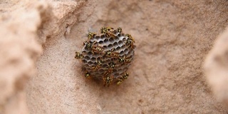 近距离观察一群在巢上有幼虫的黄蜂。冻得一动不动的黄蜂4选择性聚焦