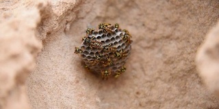 近距离观察一群在巢上有幼虫的黄蜂。冻结站在原地的黄蜂3选择焦点