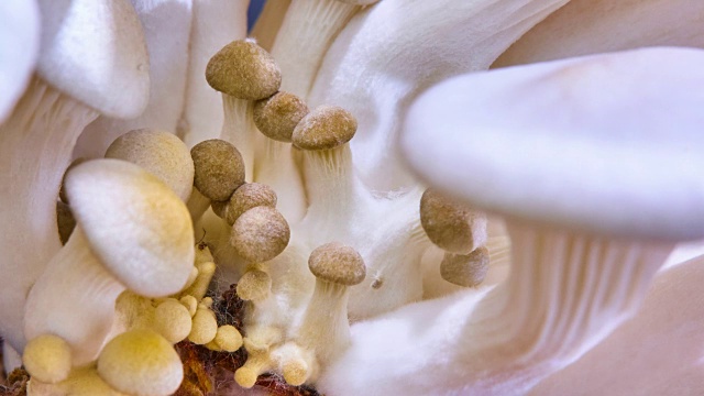 平菇，随时间流逝而生长的平菇