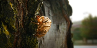 一只蝉壳栖息在郊区的一棵树上