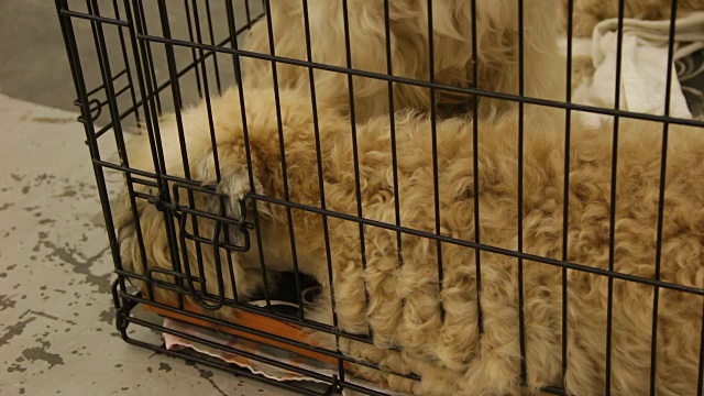 可爱的毛茸茸的软毛麦梗小狗坐在宠物窝的笼子里