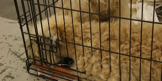 可爱的毛茸茸的软毛麦梗小狗坐在宠物窝的笼子里