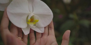 一个女人温柔地捧着一朵白色的兰花