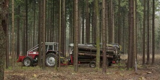 特写:有雾的早晨，森林工人正在把原木运到最近的路上