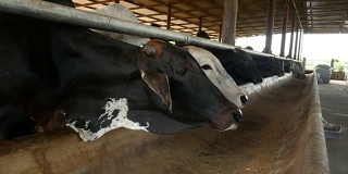 奶牛在农场