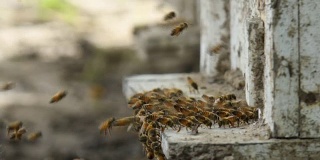 蜜蜂和蜜蜂的房子。