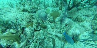 珊瑚礁潜水