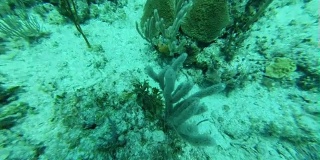 加勒比海暗礁-水下潜水