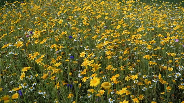 夏日野黄花