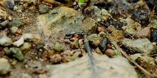 蚂蚁在地上筑巢。