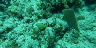 在柳珊瑚礁潜水