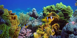 小丑鱼和黄色硬珊瑚