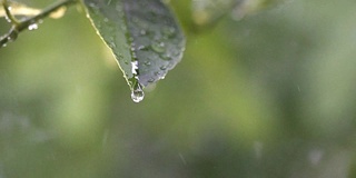 以绿色为背景，以雨滴为背景，特写绿叶，慢镜头。