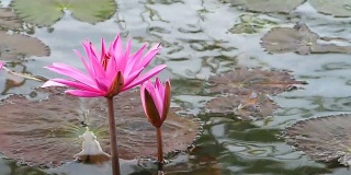池塘里盛开的粉红色睡莲