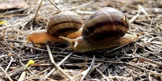 两只蜗牛在草地上爬行
