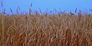 湛蓝的天空下，田里的谷物。金色的小麦准备收割。麦田和蓝天
