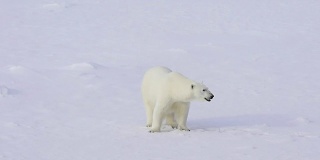 北极熊在北极的冰上行走。