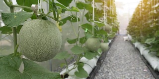 绿色有机香瓜在温室农场种植。