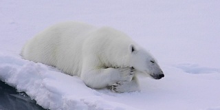 北极熊在冰上行走。