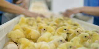 家禽工作人员在家禽传送带给雏鸡分类。农业产业。