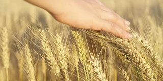 慢镜头:金色农田里，女孩的手抚摸着成熟的麦穗