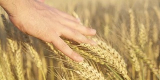 DOF:托斯卡纳日落时，不认识的人的手抚摸着金色的小麦头