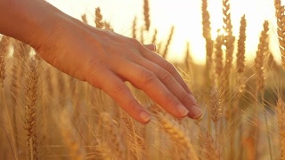 慢镜头:女孩的手抚摸着农田里金黄色的麦田里成熟的麦穗视频素材模板下载