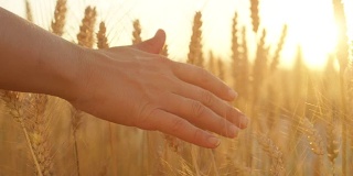 慢镜头，DOF:女性的手穿过密密麻麻的麦田，抚摸着庄稼