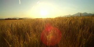 近距离拍摄田园诗般的乡村，金色的夕阳下，美丽的黄色麦田