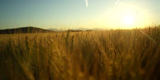 近距离观察田园诗般的自然中令人惊叹的黄色麦田，金色的日出