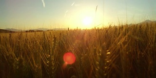 近距离观察令人惊叹的黄色麦田在田园诗般的托斯卡纳风景日落