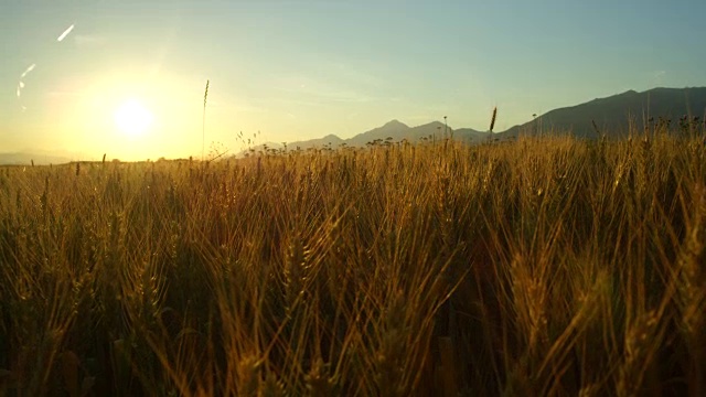 在阳光明媚的夜晚，田园诗般的自然中令人惊叹的黄色麦田