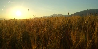 在阳光明媚的夜晚，田园诗般的自然中令人惊叹的黄色麦田