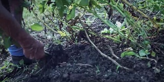 4k农村拍摄的老人从土壤里挖土豆