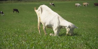 这只山羊在草坪上嚼着、摆着姿势、沉思着